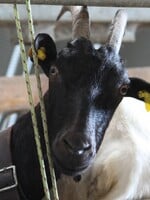 Vyzkoušeli jsme si den na ovčí farmě. Proč je dnes těžké sehnat mladé lidi na práci se zvířaty?