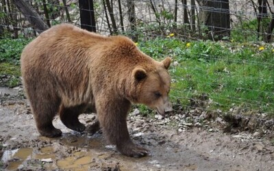 Výskyt medveďov zaznamenali v ďalšom meste na Slovensku. Šelmu mali obyvatelia spozorovať aj na detskom ihrisku