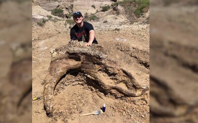 Vysokoškolák objavil 65 miliónov rokov starú lebku triceratopsa