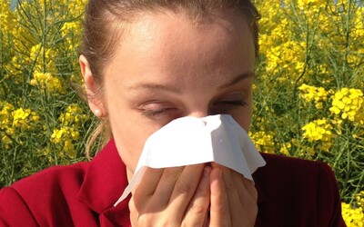 Výstraha pre alergikov: Peľ tráv z čeľade lipnicovitých bude najsilnejší alergén týchto týždňov