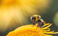 Vysvětlujeme za minutu: Co by se stalo, kdyby ze světa zmizely včely? 