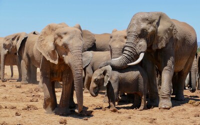 Vyvážanie slonov z Afriky bude skoro úplne zakázané, so slonmi v zoo sa tak môžeme pomaly lúčiť