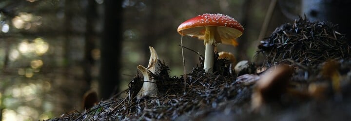 Vyzkoušeli jsme legální bonbony s halucinogenem z muchomůrky. Odborník před nimi varuje