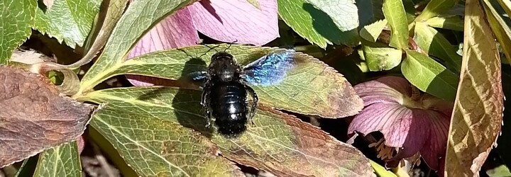 Vzácná černá včela je pozorována v Česku. Svým vzhledem může překvapit, ale neublíží