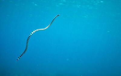Vzrušené morské hady útočia na ľudí, dokazuje výskum