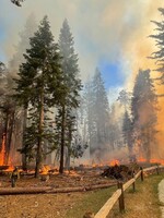 Yosemitský národní park je v plamenech, požár ohrožuje i obří sekvoje