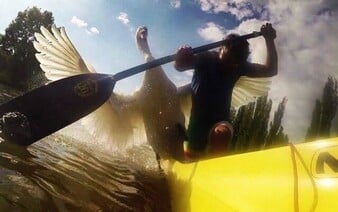 Z Plzně zmizel obávaný labuťák, který „terorizoval“ vodáky. Lidé se bojí, že se na jaře vrátí