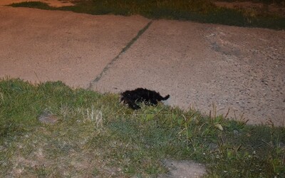 Z okna v Trnave niekto vyhodil šteniatko. Zomrelo okamžite po dopade, podozrivej osobe hrozia dva roky za mrežami