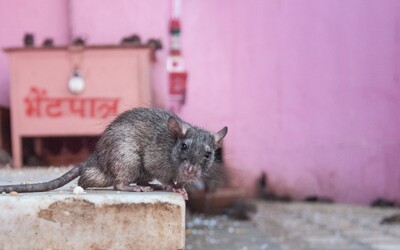 Z policejního skladu v Indii zmizelo téměř 600 kilogramů konopí, sežraly ho prý krysy