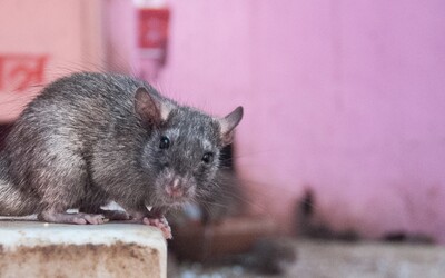 Z policejního skladu v Indii zmizelo téměř 600 kilogramů konopí, sežraly ho prý krysy