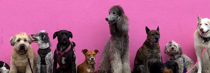 ŽEBŘÍČEK: Toto je 10 nejchytřejších plemen psů. Máš doma vítěze?