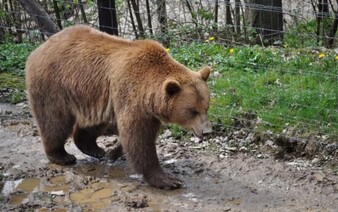 ZOZNAM: Čo robiť pri stretnutí s medveďom, nové odporúčania Štátnej ochrany prírody