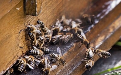 Za posledné tri mesiace zahynulo v Brazílii viac ako 500 miliónov včiel