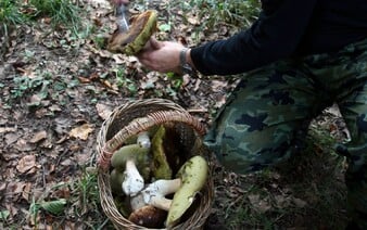 Za zber hríbov dostali mastnú pokutu. Švajčiarski hubári porušili dôležité pravidlo a museli zaplatiť tisícky eur 