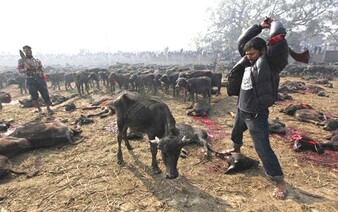 Začal největší festival zabíjení zvířat. Na posledním ročníku jich bylo obětováno 200 000
