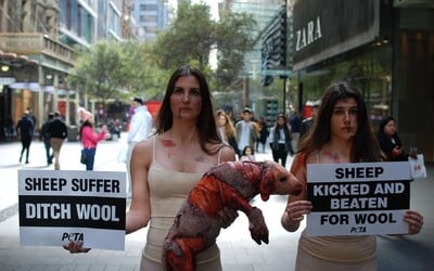Zakrvácené a roztrhané tělo ovečky symbolizovalo protest aktivistů PETA proti průmyslu s vlnou