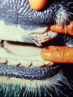 Zásadné opatrenia na juhu Slovenska: Do troch kilometrov od ohniska budú všetky vnímavé zvieratá usmrtené