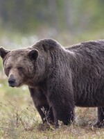 Zásahové tímy pre medvede sú v pohotovosti. Reagujú na sviatky a väčší počet ľudí v prírode