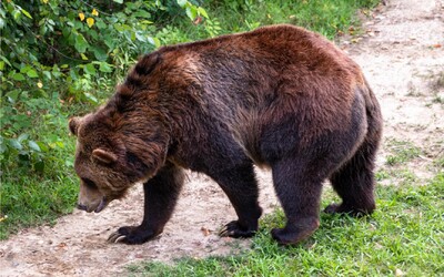 Zásahový tím začal s elimináciou problémových medveďov. V týchto oblastiach si môžu vydýchnuť