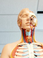Zaujímavosti o ľudskom tele: Ktorý orgán necíti bolesť a prečo má bábätko viac kostí ako dospelý človek?