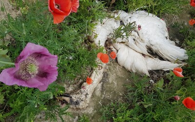 Závislé labute z makového poľa: utrápené zvieratá previezli, niektoré sa však nepodarilo zachrániť a o pár dní ich našli uhynuté