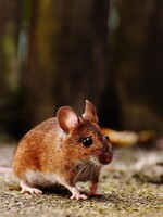 Ze samčích buněk se narodily zdravé myši, může se jednat o budoucnost lidského rozmnožování