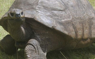 Želva Jonathan, nejstarší suchozemské zvíře na světě, oslavila 190. narozeniny. Může být ale i starší