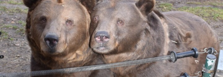 Zemřel medvěd Matěj ze slavného večerníčku. Bylo mu 23 let