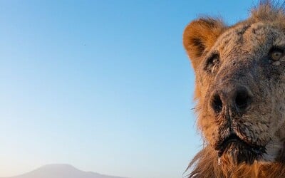 Zemřel nejstarší lev na světě. Podlehl zraněním, které mu způsobili pastýři 