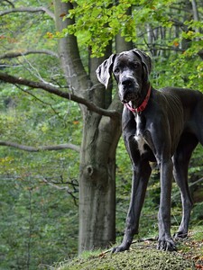 Zemřel největší pes na světě. Německá doga jménem Kevin se dožila tří let