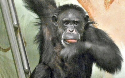 Zemřela šimpanzice Zuzana. Byla miláčkem hodonínské zoo