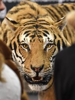 Žena na Pardubicku si i přes zákaz chtěla pohladit tygra. Ten jí ukousl ruku
