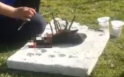 Žena na východe Slovenska počas rituálu čiernej mágie brutálne usmrtila šteňa. Zaživa ho rozrezala na livestreame