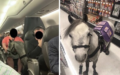 Žena nastúpila do lietadla s miniatúrnym koňom, cestoval spolu s pasažiermi