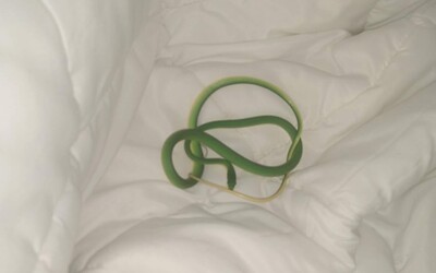 Žena sa v hoteli prebudila s približne metrovým hadom na ramene