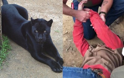Žena si chcela urobiť selfie s jaguárom, tak mu vliezla do výbehu v zoo. Zviera ju hneď napadlo