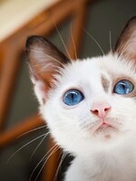 Žena si po smrti kočky nechala naklonovat její identickou kopii. Zaplatila více než půl milionu korun