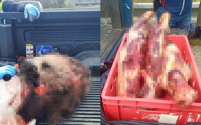 Žena ulovila v Dolnom Kubíne vlastnou zbraňou medvedicu. Rozrezala ju a kusy zvieraťa sa snažila previezť za hranice