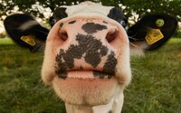 Zhulené krávy? Dojnice krmené i technickým konopím produkují mléko s THC, uvádí studie