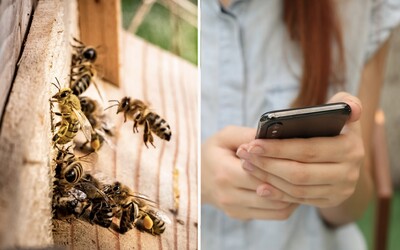 Žiarenie z mobilov možno zabíja včely a ostatný hmyz.Vedci objavili nové súvislosti
