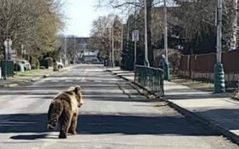 Žilinčania v strehu: Po sídliskách už niekoľko dní pobehuje splašený medveď