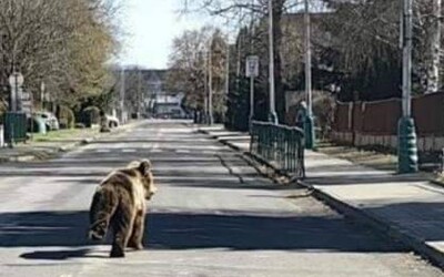 Žilinčania v strehu: Po sídliskách už niekoľko dní pobehuje splašený medveď