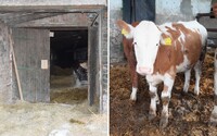 Zlodej na východe Slovenska ukradol 350-kilového býka. Vlámal sa do družstva, zvieratá vypustil a so sebou si vzal aj kameru