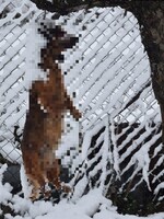 Zlodej v Nižnom Hrušove chladnokrvne zabil psa, hrozí mu 5 rokov vo väzení