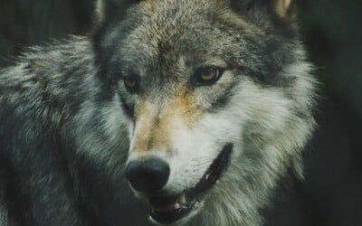 Zmutované vlky z Černobyľa šokovali vedcov. Môžu byť odolné voči rakovine
