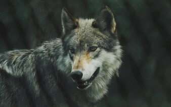 Zmutovaní vlci z Černobylu šokovali vědce. Mohou být odolní vůči rakovině