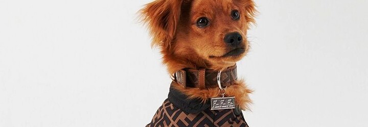Značka Fendi představuje luxusní cestovní kolekci pro domácí mazlíčky. Kožený obojek stojí skoro 6 tisíc korun
