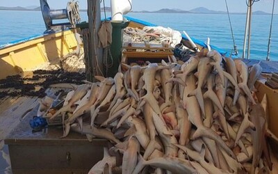 Znepokojujúce fotky ukazujú stovky zabitých žralokov. Na verejnosť unikli zábery z rybárskych lodí, ktoré ti neurobia dobre