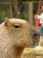 Zo zooparku v Českej Skalici zmizla kapybara. Obľúbenú Fifinku pravdepodobne uniesli