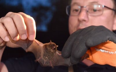 Zobudil sa s netopierom na hrdle, nakazil sa besnotou. Muž, ktorý odmietol liečbu, po mesiaci chorobe podľahol